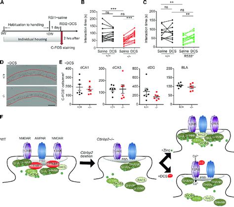 D Cycloserine Improves The Social Behaviors Of Cttnbp Knockout And