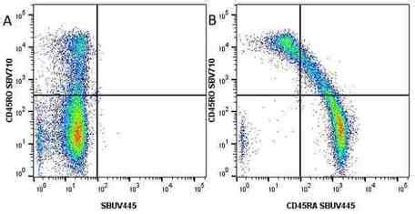 Anti Human Cd Ro Antibody Clone Uchl Bio Rad