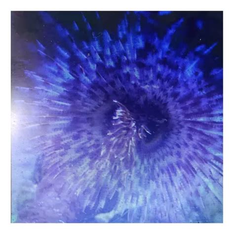 Poliqueta Feather Duster Parcelamento Sem Juros