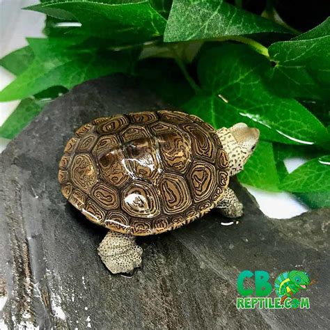 Northern Diamondback terrapin for sale | baby terrapins for sale