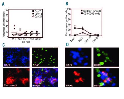 Alloreactivity Of Cik Cells And Their Apoptosis Inducing Mechanisms In