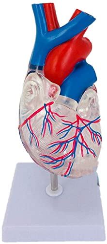 Buy Anatomy Model Anatomical Model Heart Human Heart Model Human