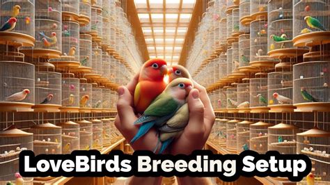 Visit Sa Aviary Lovebirds Breeding Setup Birds Farming In Lahore