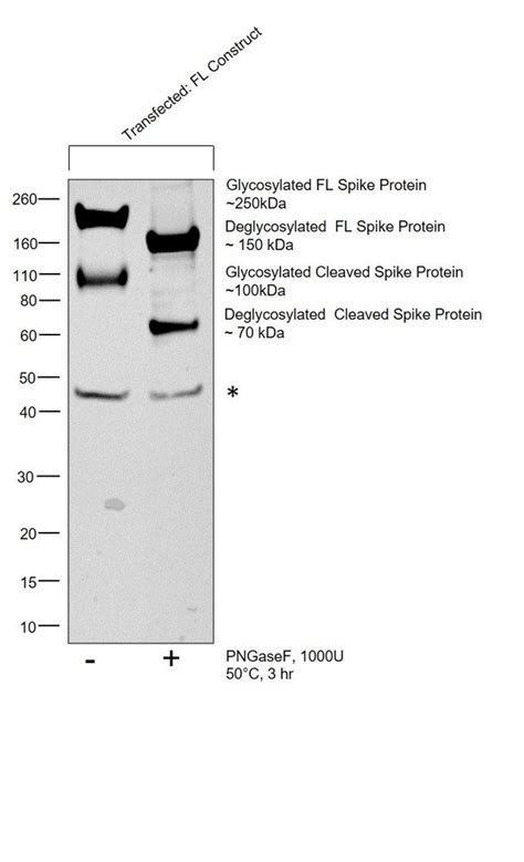 Sars Cov Spike Protein S S Polyclonal Antibody Invitrogen G