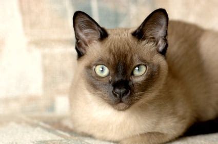 Stealth Tips for Picking Out Reputable Burmese Cat Breeders