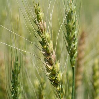 A Wheat Field Affected By A Severe Fusarium Head Blight Fhb Epidemic