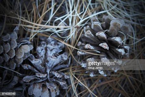 402 James Cone Stock Photos High Res Pictures And Images Getty Images
