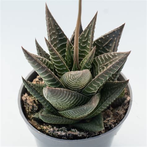 Haworthia Limifolia Suculandia
