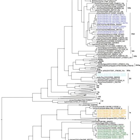 Time Scaled Phylogenetic Tree Inferred Using Bayesian Markov Chain