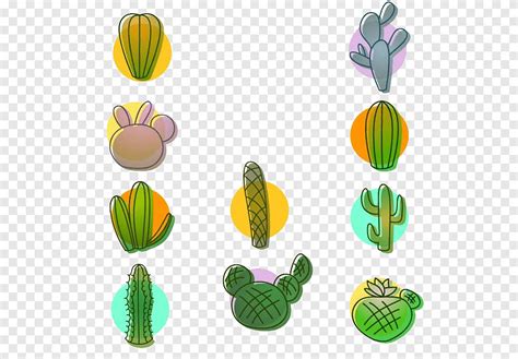 Cactaceae Euclidean Plant Green Cactus Plant Potted Collection Leaf