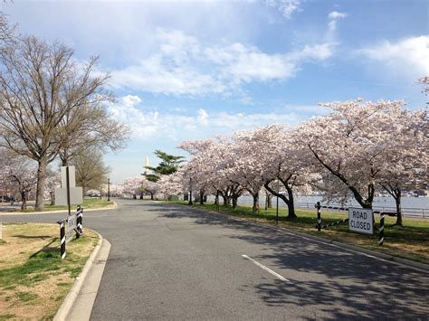 Blossoms0005 Dc Cherry Blossoms Hains Point Tai Fung Flickr