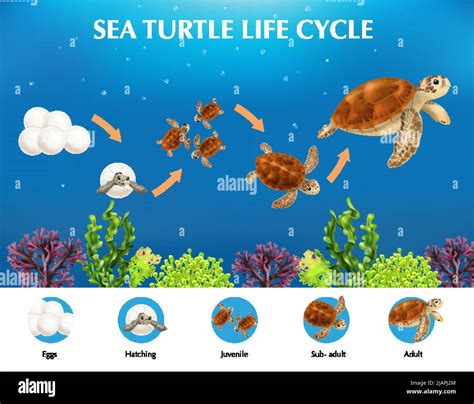 Infografías Realistas Que Presentan El Ciclo De Vida De Las Tortugas