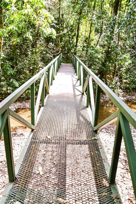 Ponte Na Foto Da Floresta Como Pano De Fundo Imagem De Stock Imagem