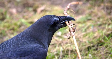 Raven Bird Holding Twig Worlds Smartest Birds