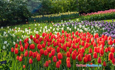Hoa Tulip Trắng Có ý Nghĩa Gì Ý Nghĩa Hoa Tulip Theo Màu Sắc