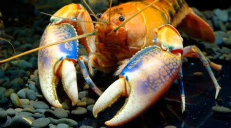 Types of Crayfish: 8 Crayfish You'll Want to Know About