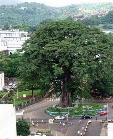 Cotton Tree Is No More Historical Landmark Brought Down By Heavy