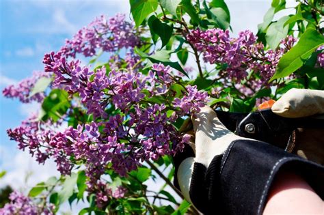 When And How To Prune A Lilac Bush Artofit