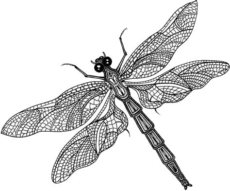 Dragonfly Wings Png