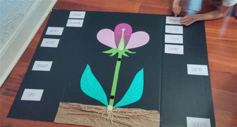 Science Flower Anatomy 3d Project Stories To Read