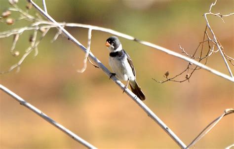 Foto golinho Sporophila albogularis Por Luís Alencar Rômulo Maia