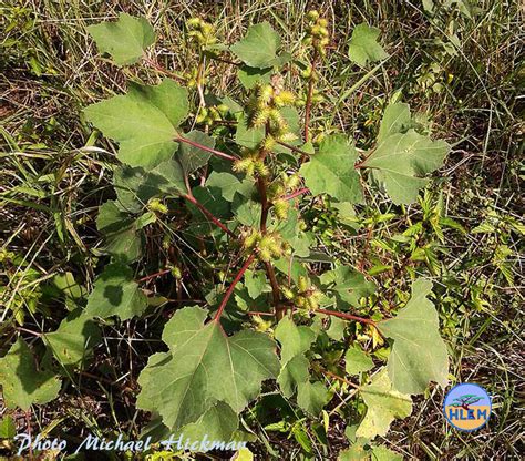 Large Cocklebur Xanthium Strumarium Is A NEMBA Cat 1b Alien Invasive Plant