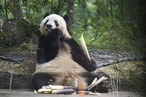 A Glimpse Of Foreign Born Giant Pandas Life After Returning To China