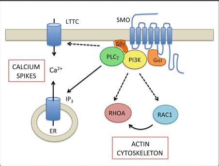 Canonical And Non Canonical Hedgehog Signaling Pathways Role Of G