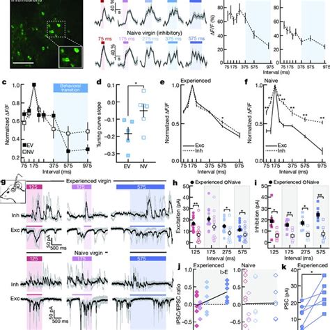 Excitatory And Inhibitory Tuning And Synaptic Responses Are Altered Download Scientific