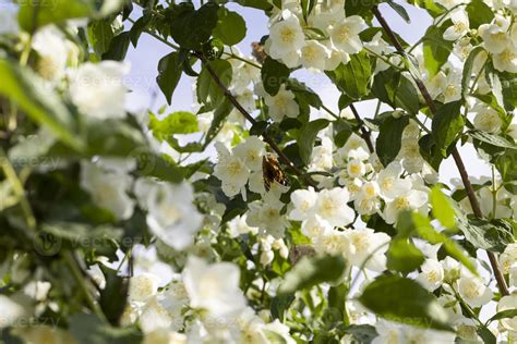 beautiful white jasmine flowers 9456212 Stock Photo at Vecteezy