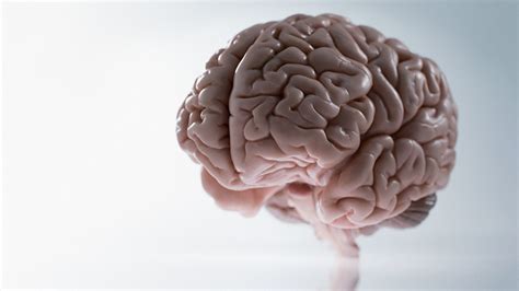 Study Finds Some Significant Differences In Brains Of Men And Women