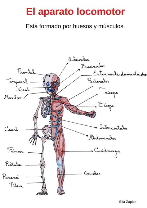 Aparato Locomotor Esquemas