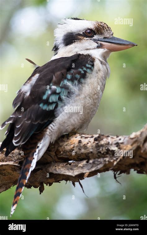 Blue Winged Kookaburra Seen On Fraser Island Queensland Australia