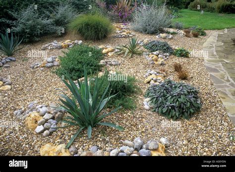 Chemin de jardin de gravier cailloux pierres pelouse plantes tolérant