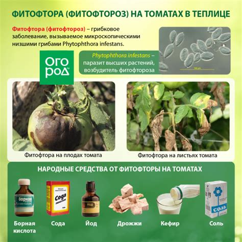 Как бороться с фитофторой на помидорах в теплице – чем и как обработать ...