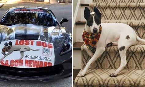 Familia Ofrece Corvette Como Recompensa Por Encontrar A Su Perro Perdido