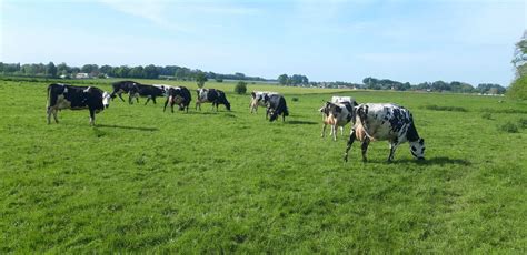 Un Robot Pour Plus De Confort Pour Nous Et Nos Vaches