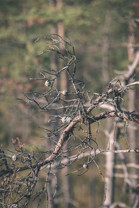 Lonely Naked Trees In Swamp Area In Autumn Vintage Retro Look Stock