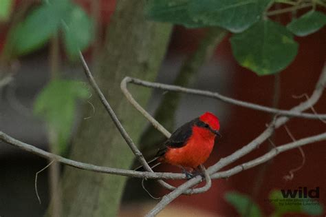 Birds Of Ecuador Wild Photography