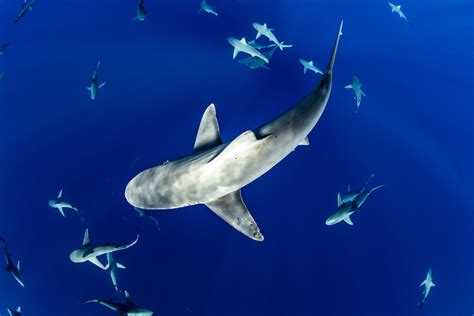 12 Sharks You Should Know - Ocean Conservancy