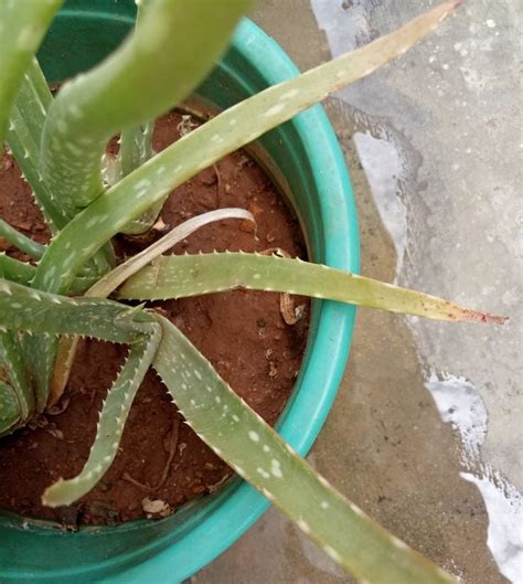 Brown Aloe Vera Plants Tips On Treating Wilting Aloe Vera Aloe Vera Plant Aloe Plant Aloe