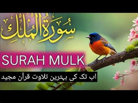 Surah Mulk Hearts touching recitation by Hafiz Saqib سورہ الملک 68