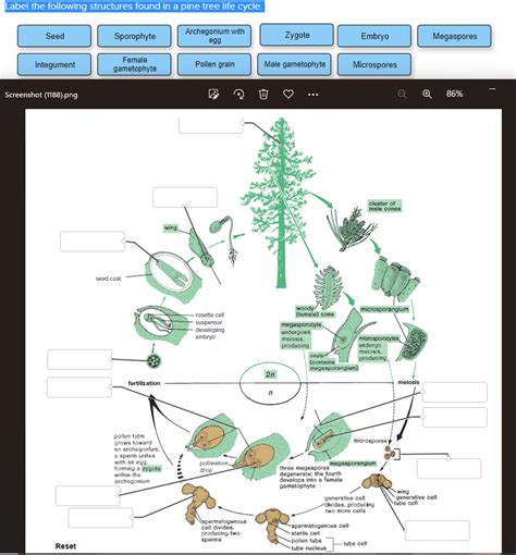 Solved Label The Following Structures Found In A Pine Tree