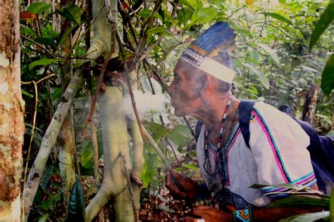 El Mundo Magico Ayahuasca Traditional Amazonian Medicine And