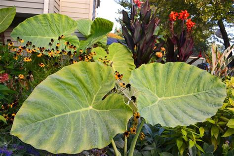 How To Grow Colocasia Gigantea Thailand Giant Colocasia Trees To