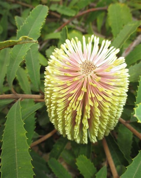 10 Fresh Banksia Oblonolia Seeds Fern Leaved Banksia Etsy