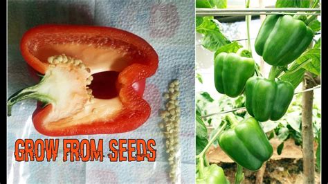 How To Grow Bell Pepper Capsicum At Home In A Pot From Seeds With Updates 100 Result Youtube