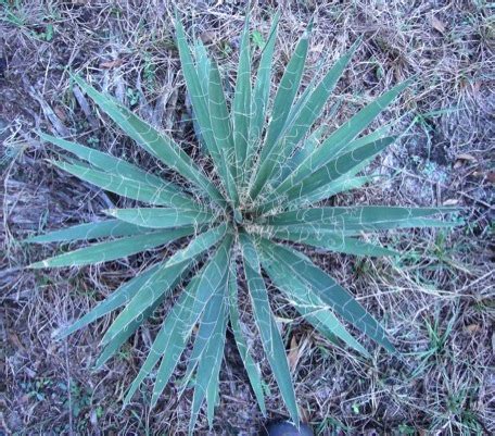 Yucca's Not Yucky - Eat The Weeds and other things, too