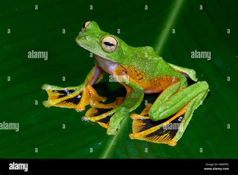 Wallace S Flying Tree Frog Rhacophorus Nigropalmatus On A Leaf