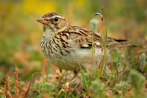 Woodlark Symbolism - Spirit Animal Totems